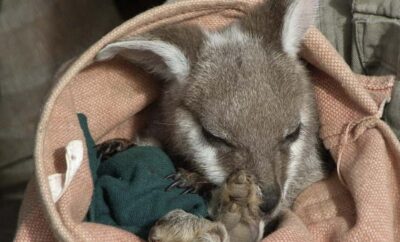 From Sydney: Blue Mountains Bushwalks & Featherdale Tour - Featherdale Wildlife Park: Kangaroos and Koalas Before the Buswalk