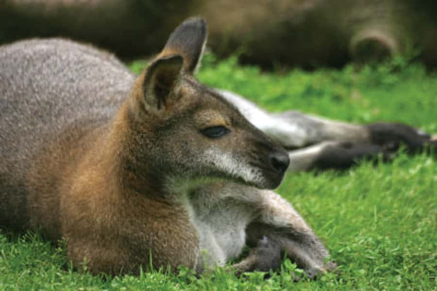 From Sydney: Blue Mountains Bushwalks & Featherdale Tour - Echo Point and the Three Sisters: Classic Views, Guided Meaning