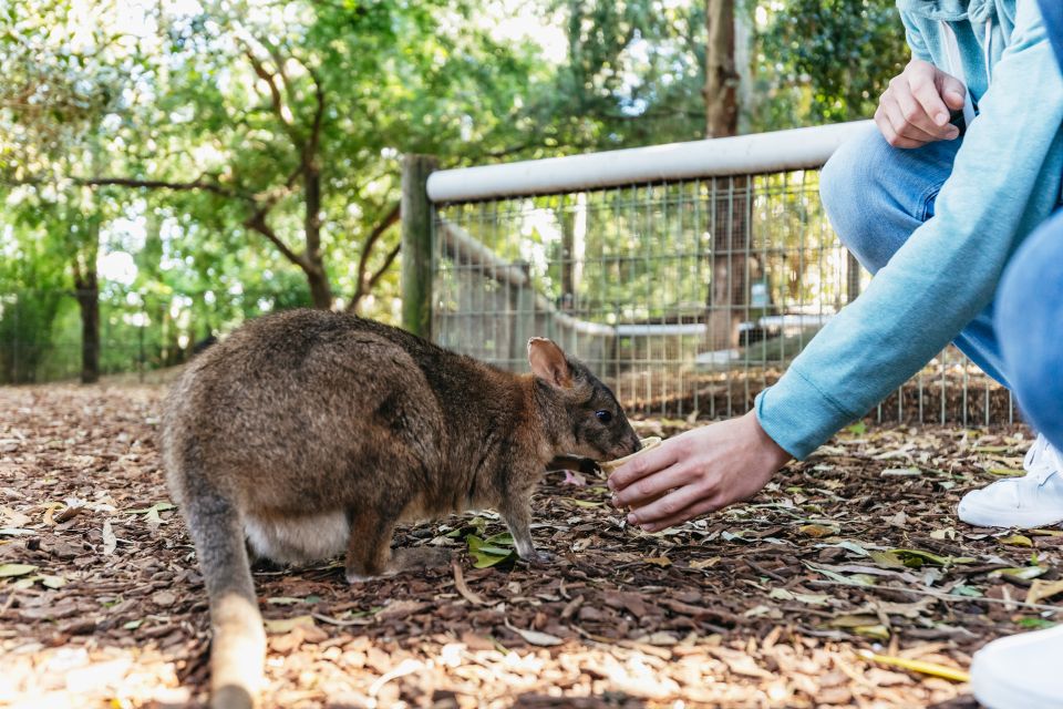 From Sydney: Blue Mountains Full-Day Trip - Practical tips to make your day smoother