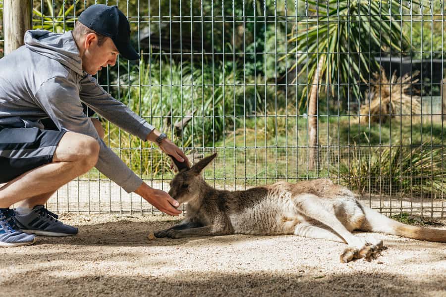 From Sydney: Blue Mountains Full-Day Trip - The 7:00–8:05 pickup window and how the day stays on track