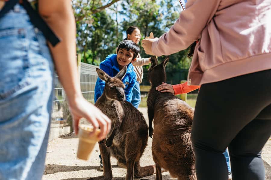 From Sydney: Blue Mountains Full-Day Trip - Echo Point and the Three Sisters: where the Jamison Valley view clicks
