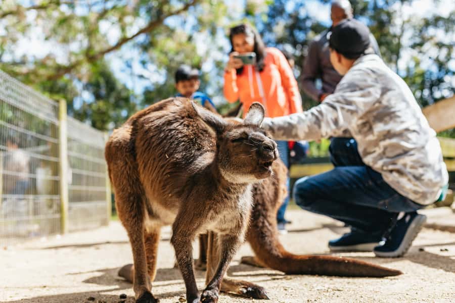 From Sydney: Blue Mountains Full-Day Trip - Scenic World rides: Cableway, Skyway, and Railway with queue reality