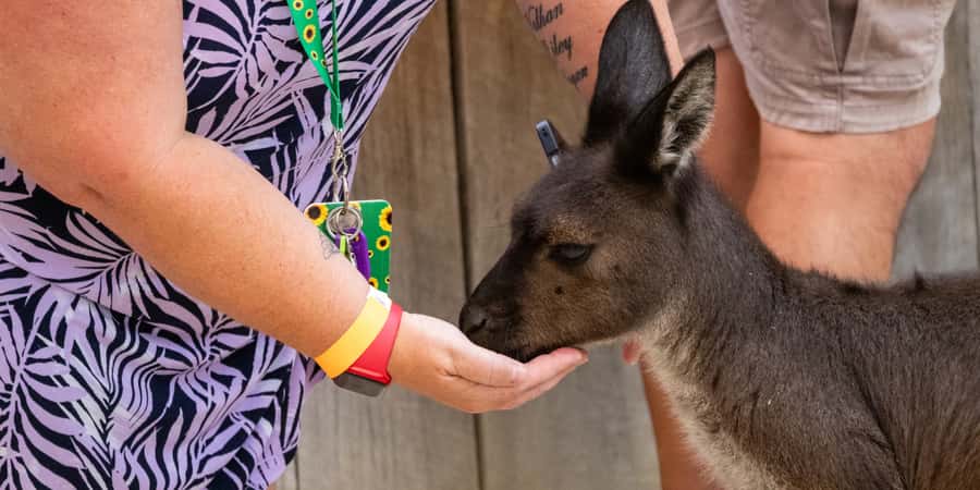 From Sydney: Blue Mountains, Scenic Railway, & Sydney Zoo - Leura Break Time: A Breather for Shopping and Legs