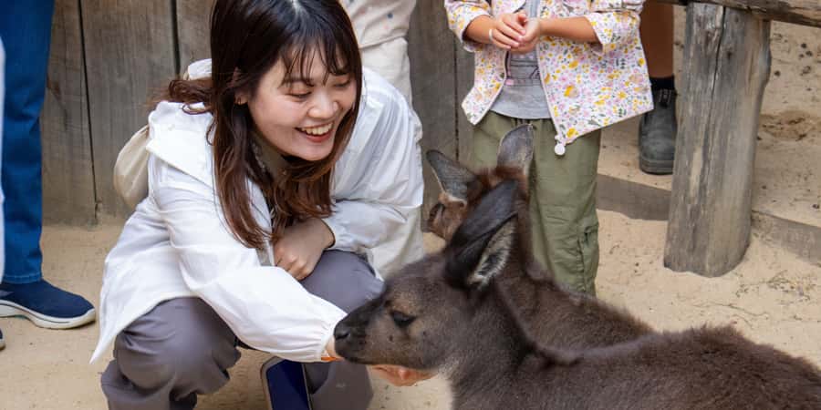 From Sydney: Blue Mountains, Scenic Railway, & Sydney Zoo - Price and Value: Why $117 Can Actually Make Sense