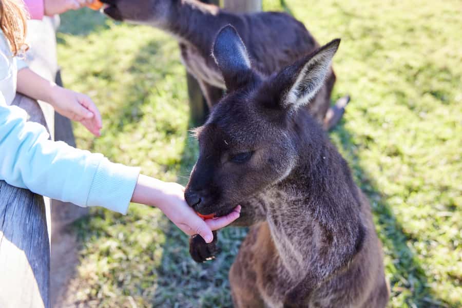 From Sydney: Blue Mountains, Scenic World, Zoo, & Ferry Ride - A Blue Mountains Village Lunch Stop Where You Pick the Plan