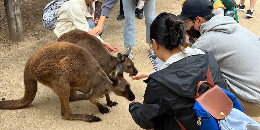 From Sydney: Blue Mountains, Sydney Zoo & Walking Tour - Key things to know before you go