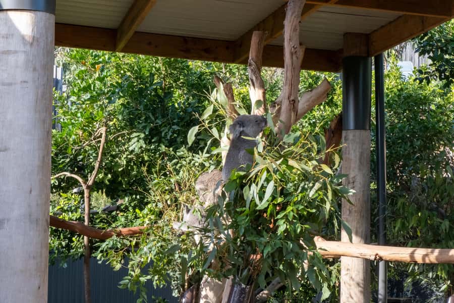 From Sydney: Blue Mountains, Sydney Zoo & Walking Tour - Homebush Bay River Ride and Ending at Sydney Olympic Park