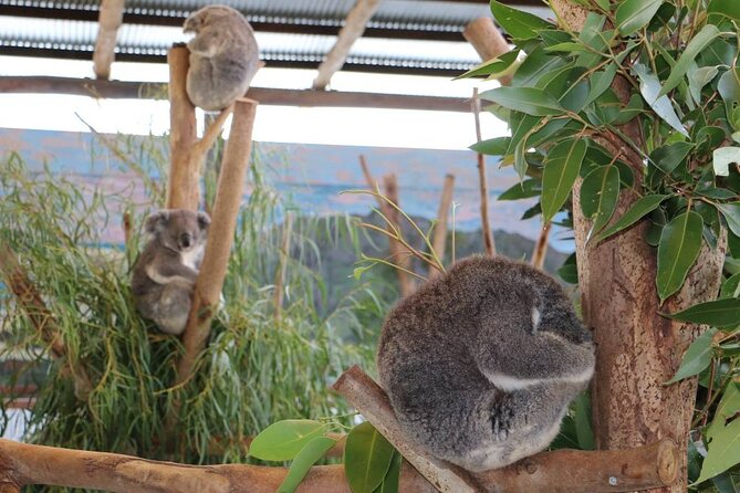 From Sydney: Blue Mountains with Zoo, Koala Photo & Scenic World - What Kind of Traveler This Tour Fits Best