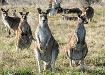 From Sydney: Full-Day Tour to Canberra - Road Trip Routes: Southern Highlands, Goulburn, and Small Town Stops