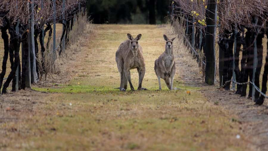 From Sydney: Hunter Valley Wine Tasting & Winery Picnic Tour - Key Things That Make This Tour Worth Your Day