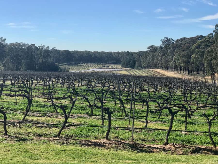 From Sydney: Hunter Valley Wine Tasting & Winery Picnic Tour - Getting to Hunter Valley From Sydney: what the schedule feels like