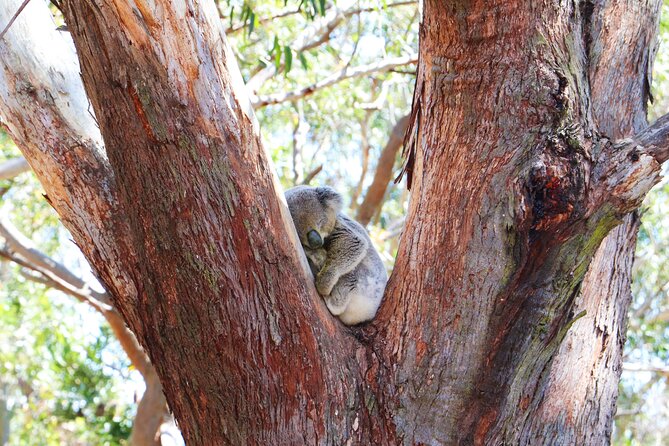 From Sydney: Port Stephens Dolphin, Koalas, Lunch & Sandboarding - Stockton sand dunes and the 4WD Birubi Beach add real action