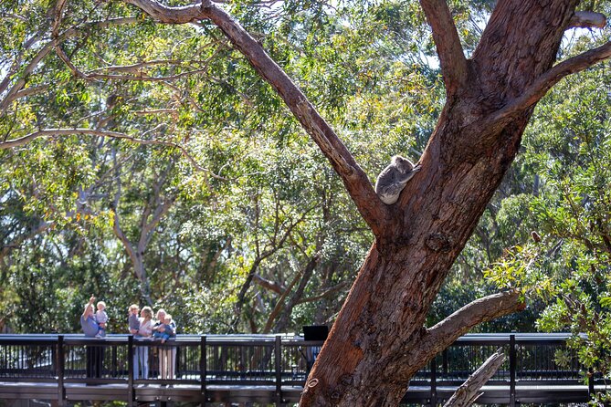 From Sydney: Port Stephens Dolphin, Koalas, Lunch & Sandboarding - Lunch timing and the BBQ-style break you should plan for