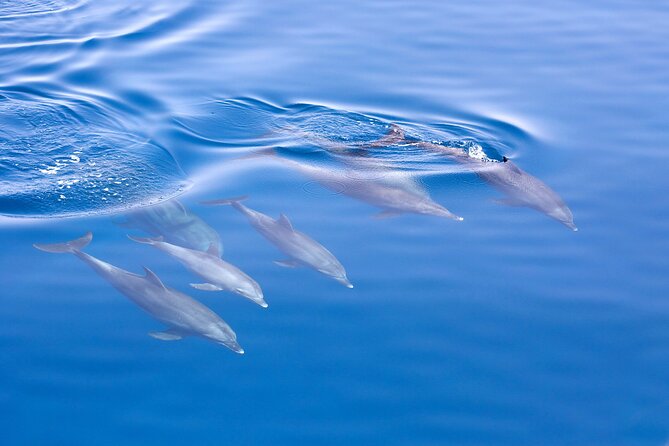 From Sydney: Port Stephens Dolphin, Koalas, Lunch & Sandboarding - Value: is $142.01 a fair deal for this full-day mix?