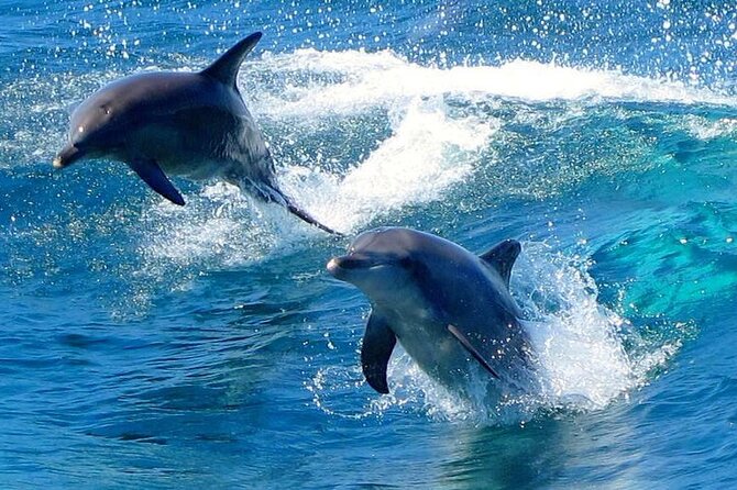 From Sydney: Port Stephens Dolphin, Koalas, Lunch & Sandboarding - Dolphin time on Nelson Bay: how the cruise actually feels