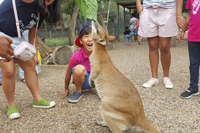 Fully Inclusive Blue Mountains Private Tour inc Scenic World & Featherdale Entry - Scenic World: the rides are the point (and they’re included)