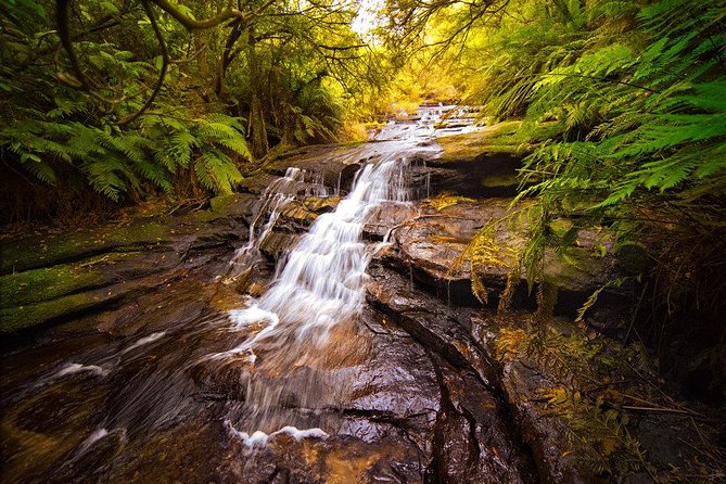 Fully Inclusive Blue Mountains Private Tour inc Scenic World & Featherdale Entry - Featherdale Wildlife Park: Aussie animals with real time