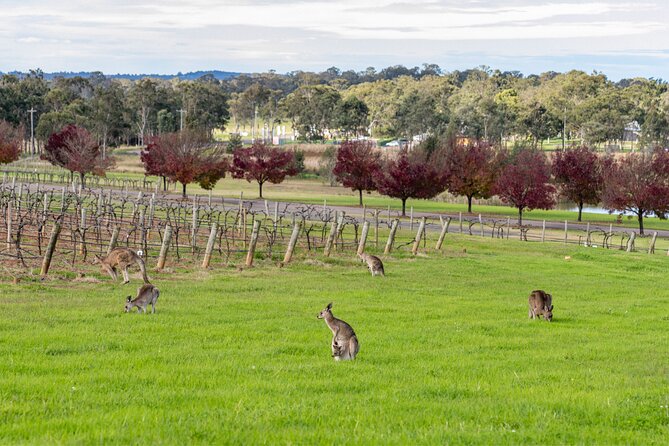 Hunter Valley All Inclusive Boutique Wine Tour from Sydney - The early departure: hotel pickup and the 2-hour ride out