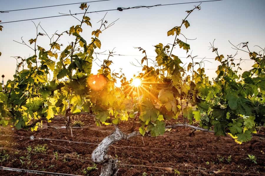 Hunter Valley: Wine Tour with 3 Tastings and Garden Lunch - Key things you’ll notice on this Hunter Valley day