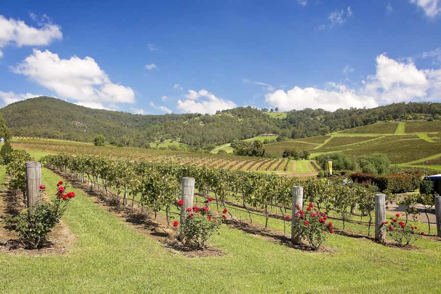 Hunter Valley: Wine Tour with 3 Tastings and Garden Lunch - What to bring (and what to plan around) for a smooth day