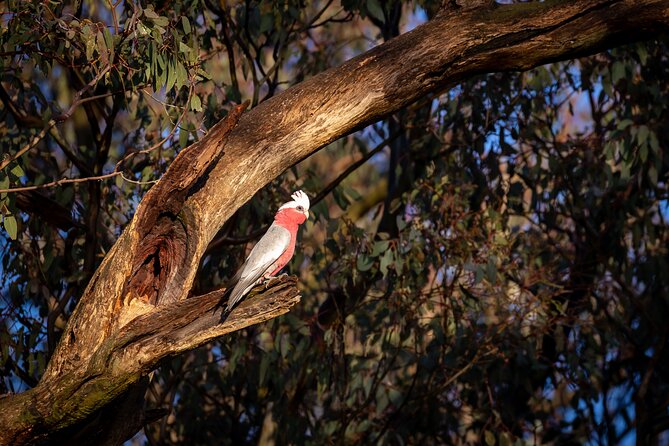 Intimate Blue Mountains Wild Kangaroos & Sunset for Nature Lovers - Stop-by-stop: how the itinerary builds from rainforest to sunset