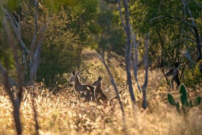 Intimate Blue Mountains Wild Kangaroos & Sunset for Nature Lovers - Getting from Circular Quay into the wilderness