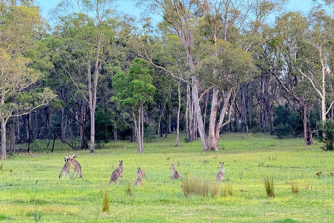 Intimate Blue Mountains Wild Kangaroos & Sunset for Nature Lovers - The Three Sisters: rainforest canyon walking to a quieter viewpoint