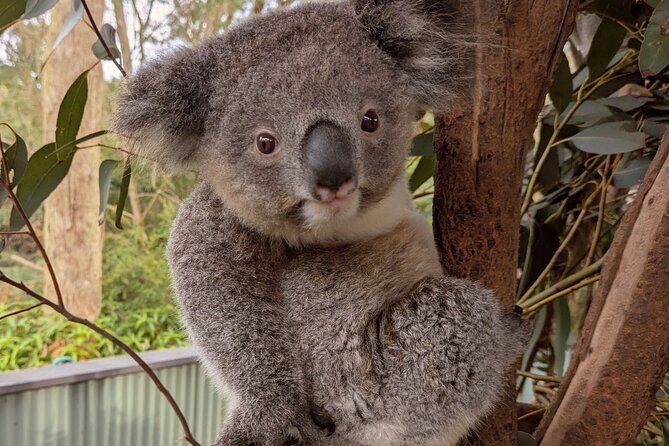 Koala & Kangaroos Experience, Waterfalls and Scenic Train Journey - Sydney North Shore Drive: the Coathanger to the Hawkesbury River