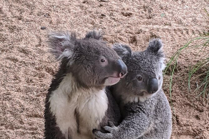 Koala & Kangaroos Experience, Waterfalls and Scenic Train Journey - Bouddi National Park and Mount Ettalong: Ocean Views and That Coastal Rock Texture