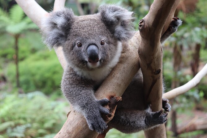 Luxury Hunter Valley Wildlife & Wine Tasting Tour from Sydney - Pokolbin and Wombat Crossing: how the structured tastings work