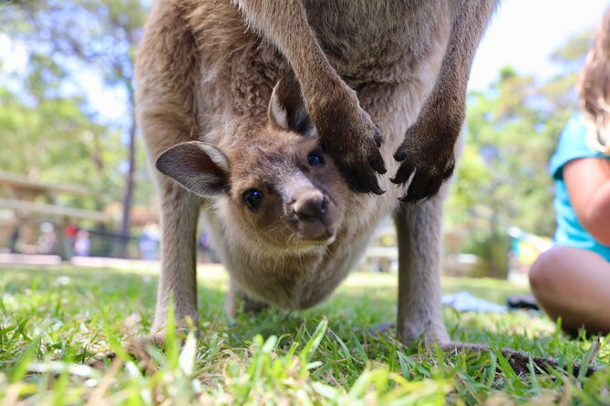Luxury Hunter Valley Wildlife & Wine Tasting Tour from Sydney - Small-group luxury minibus: comfort for the long Sydney drive