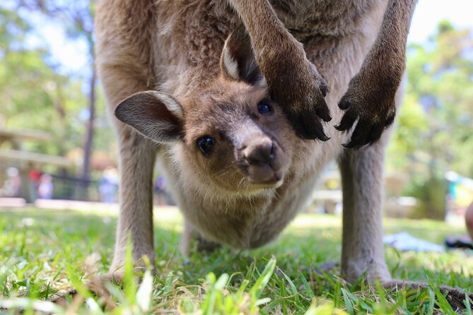 Nature and Wildlife: Australia in One Day - Private Tour - Harbour Bridge views and Opera House photo moments