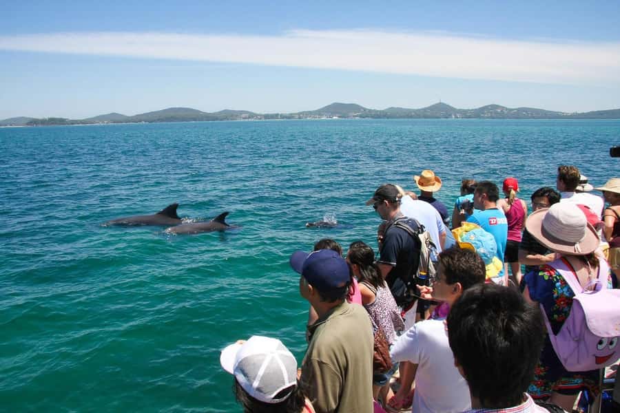 Port Stephens: Dolphin Cruise, Lunch, Koalas & Sandboarding - Who should book this Port Stephens combo tour (and who should skip it)