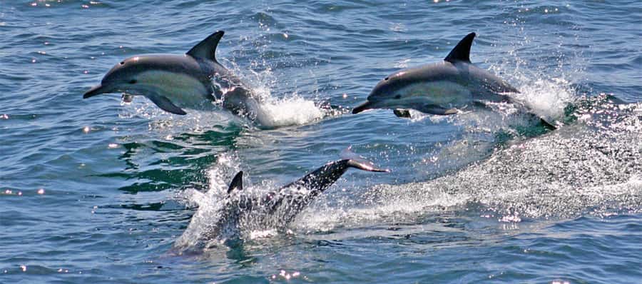 Port Stephens: Dolphin Cruise, Lunch, Koalas & Sandboarding - Koala Sanctuary at Port Stephens: rehab-focused wildlife viewing