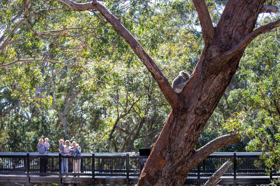 Port Stephens: Koala Sanctuary General Admission Ticket - Entering Port Stephens Koala Sanctuary: A calm, real-world koala habitat