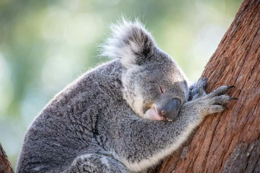 Port Stephens: Koala Sanctuary General Admission Ticket - Planning Your Timing: How long you really need