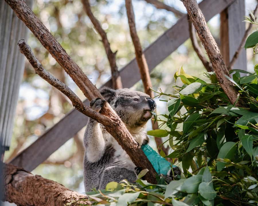 Port Stephens: Koala Sanctuary General Admission Ticket - Sanctuary Story Walk: The 250m lesson path that makes koalas click