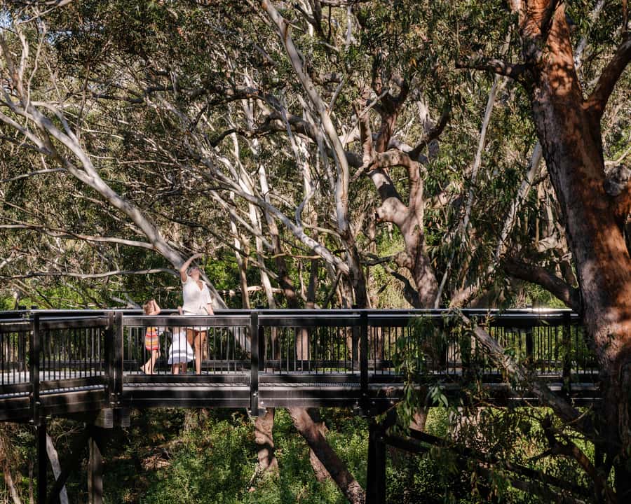 Port Stephens: Koala Sanctuary General Admission Ticket - Value for money: What $19 gets you (and why it’s fair)