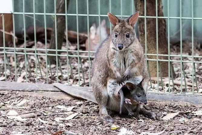 PRIVATE Blue Mountains tour & Koalas, Kangaroos, Cruise plus more - Leura’s little village break (shops, gardens, and a breather)