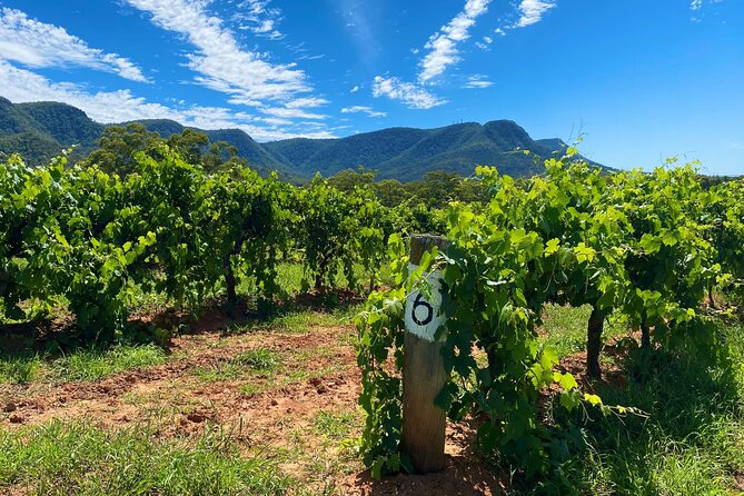 PRIVATE Blue Mountains Tour, Wildlife Park and River Cruise - Blue Mountains National Park: World Heritage Time Without the Guesswork