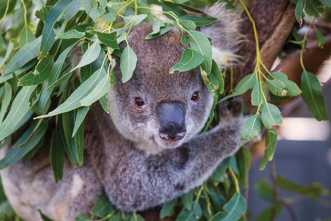 Private Guided Tour: Blue Mountains Tour from Sydney - A Private Day in the Blue Mountains With Less Stress Than Bus Tours