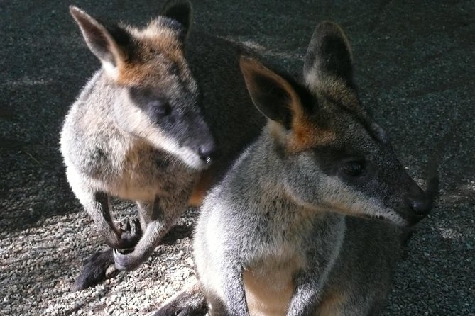 Private Guided Tour from Sydney to Blue Mountains National Park - Price and Logistics: What You’re Paying For (and What to Watch)
