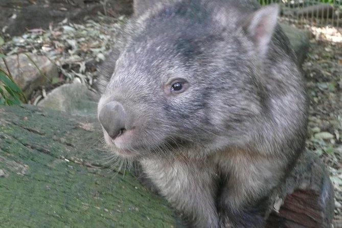 Private Guided Tour from Sydney to Blue Mountains National Park - Leura and Blackheath: Small Town Breaks That Keep the Day Human