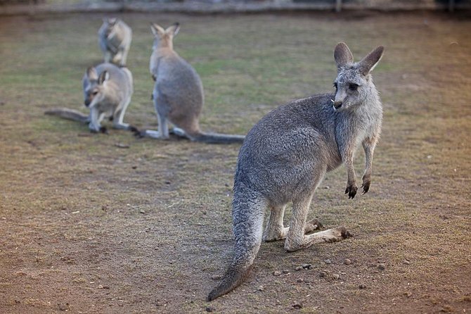 Private Tour: Blue Mountains Day Trip from Sydney - Blue Mountains National Park lookouts with room to breathe