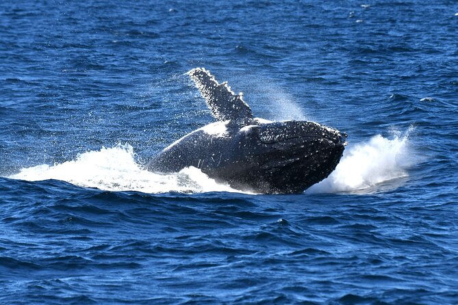 Sea Cliff Bridge, Kiama Blowhole, Beaches & Wildlife Small Group - Why This Day Tour Works So Well From Central Sydney