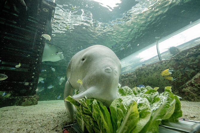 SEA LIFE Sydney Aquarium Entrance Ticket - Key highlights to plan around