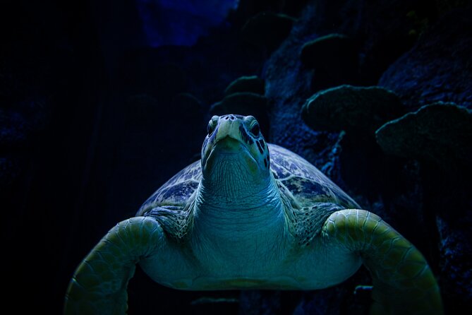 SEA LIFE Sydney Aquarium Entrance Ticket - Penguin Expedition: the cold room moment (and what it means for your visit)
