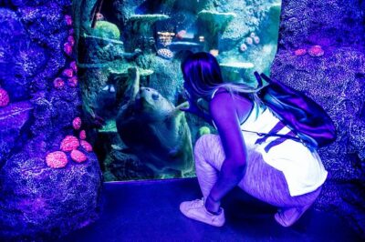 SEA LIFE Sydney Aquarium Entrance Ticket - Day and Night on the Reef: the Great Barrier Reef exhibit that sets the mood
