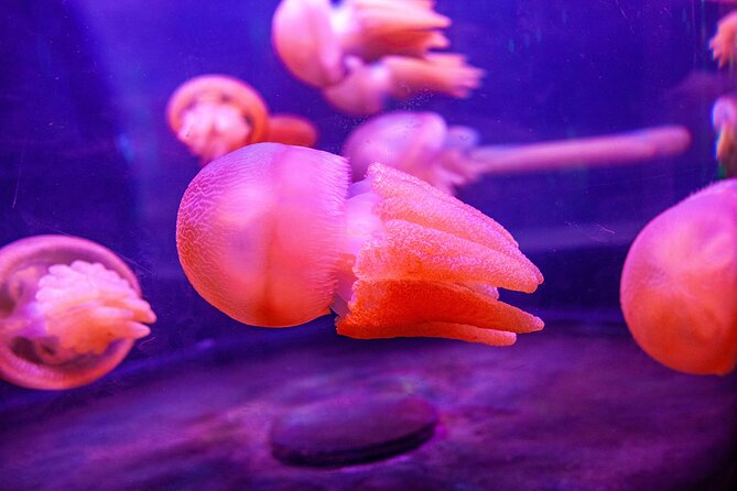 SEA LIFE Sydney Aquarium Entrance Ticket - Crowds, queues, and how to actually enjoy it when it’s busy