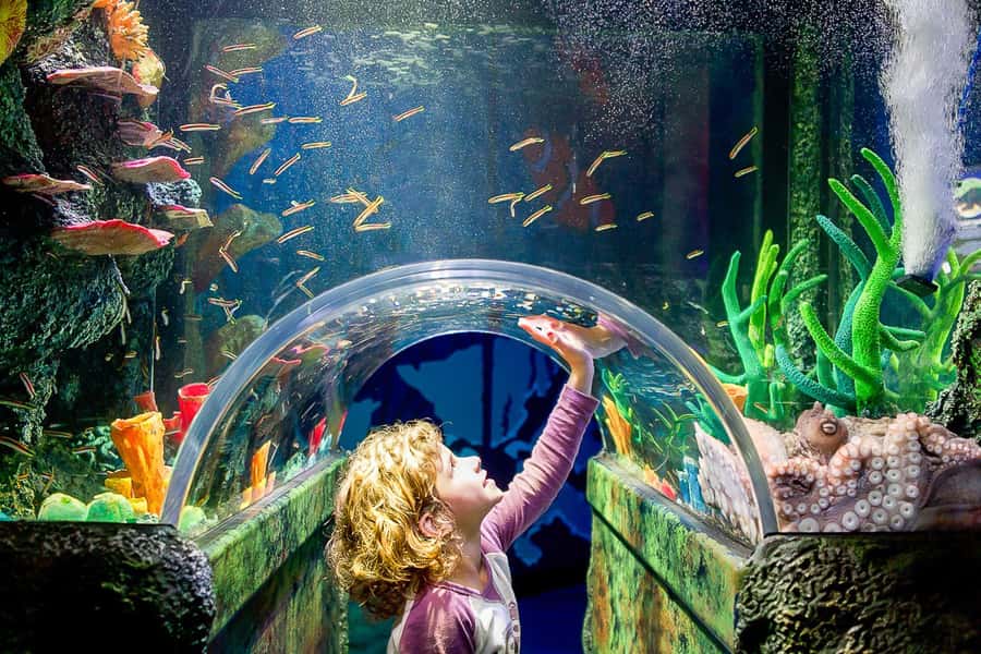 SEA LIFE Sydney Aquarium Entry Ticket - Key Things to Know Before You Go